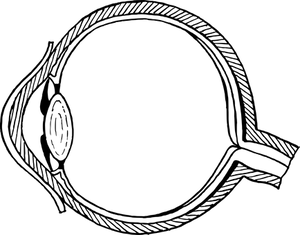 Human Anatomy Black Background PNG