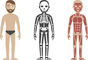 Human_ Anatomy_ Comparison PNG Image