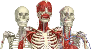 Human Anatomy Comparison PNG
