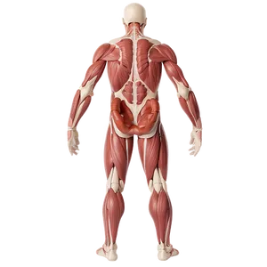 Human Anatomy Diagram PNG 05242024 PNG