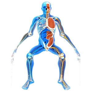 Human Anatomy Diagram PNG Kbu PNG