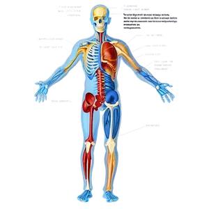 Human Anatomy Diagram PNG Ynk PNG