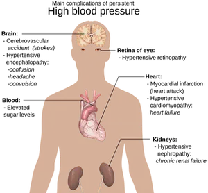 Human Anatomy Illustration PNG Image