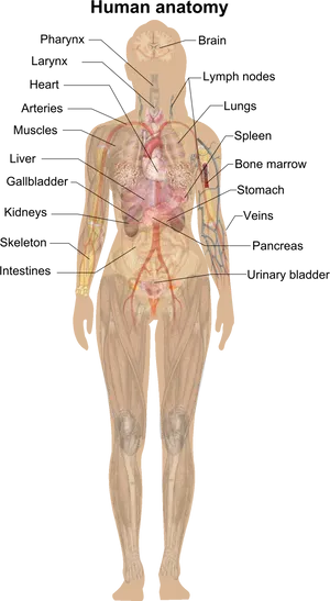 Human_ Anatomy_ Illustration PNG Image