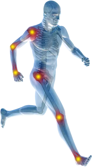 Human_ Anatomy_ Joints_ In_ Motion PNG Image