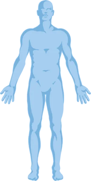 Human Anatomy Outline PNG Image