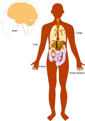 Human Anatomy Overview Illustration PNG Image