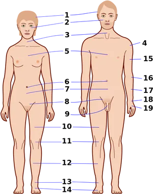 Human Anatomy Reference Points PNG Image