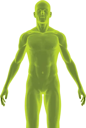 Human Anatomy Transparent Model PNG Image