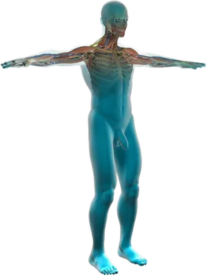 Human Anatomy Transparent Musclesand Organs PNG Image