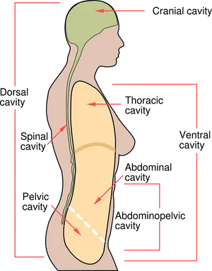 Human Body Cavities Diagram PNG Image