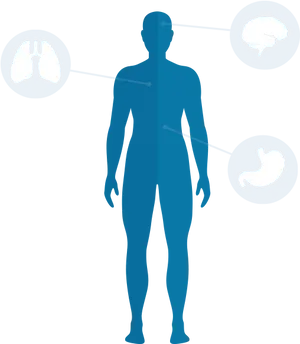 Human Body Organs Highlighted PNG Image