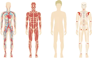 Human_ Body_ Systems_ Comparison PNG Image