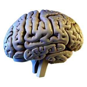 Human Brain Creative Thinking Png Hmg25 PNG Image