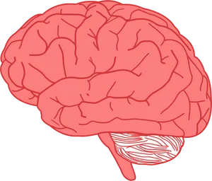 Human Brain Illustration PNG Image