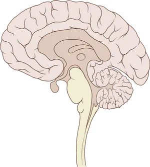 Human Brain Illustration PNG Image