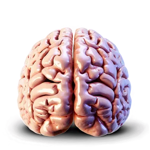 Human Brain Language Areas Png Pvp PNG Image