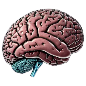 Human Brain Mental Health Png 6 PNG Image