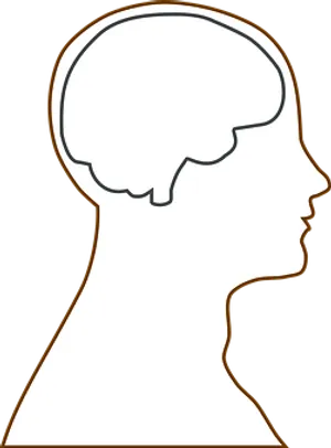 Human Brain Outline Illustration PNG Image