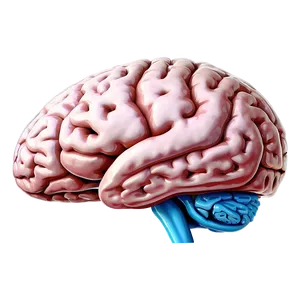 Human Brain With Labels Png 06212024 PNG Image