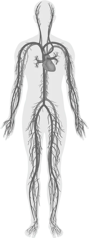 Human Circulatory System Illustration PNG Image