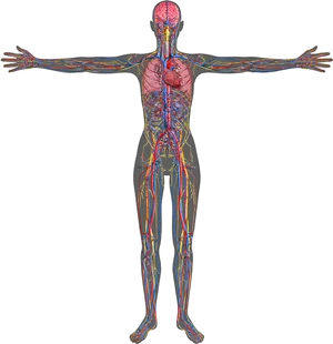 Human Circulatory System Illustration PNG Image