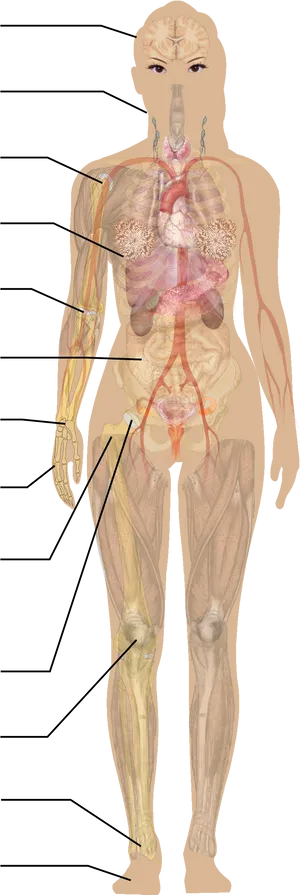 Human_ Circulatory_ System_ Illustration PNG Image