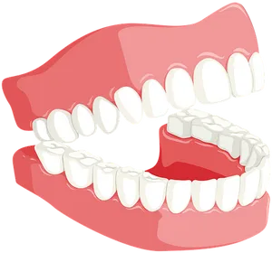 Human Dental Arch Model PNG Image