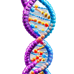 Human Dna Structure Png 06252024 PNG Image