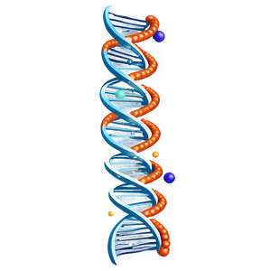 Human Dna Structure Png Fmi53 PNG Image
