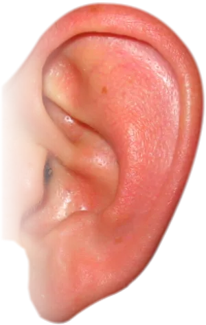 Human Ear Close Up.jpg PNG Image