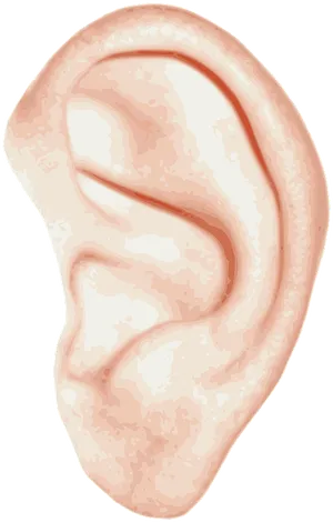 Human Ear Illustration.png PNG Image