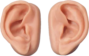 Human Ears Pair Isolated PNG Image