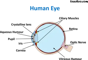 Human Eye Anatomy Diagram PNG Image