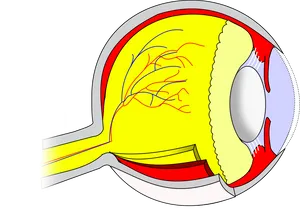 Human Eye Anatomy Illustration PNG Image