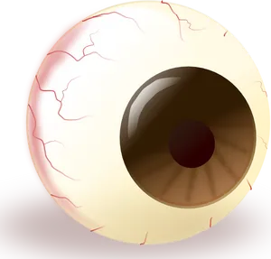 Human Eye Illustration PNG Image