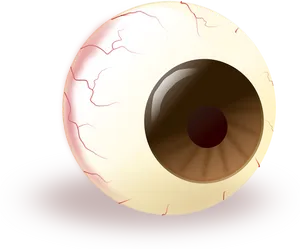 Human Eyeball Illustration PNG Image