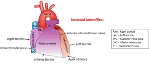 Human Heart Anatomy Bordersand Surfaces PNG Image