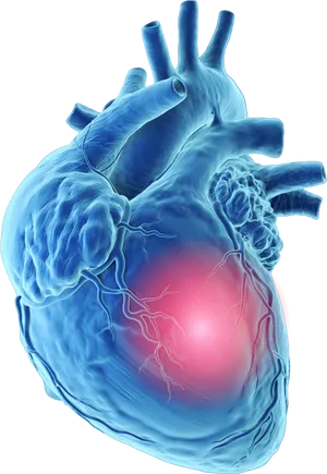 Human Heart Anatomy Illustration PNG