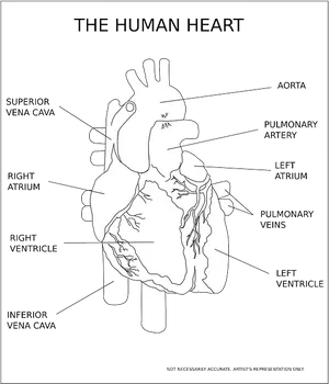 Human Heart Anatomy Illustration PNG Image