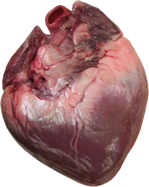 Human Heart Anatomy PNG Image