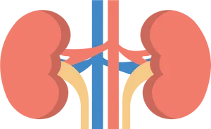 Human Kidney Anatomy Illustration PNG Image