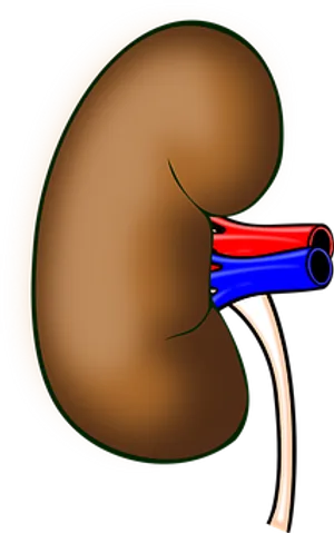 Human_ Kidney_ Anatomy_ Illustration PNG Image