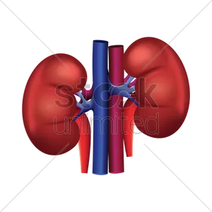 Human Kidney Anatomy Illustration PNG Image