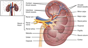 Human Kidney Anatomy Illustration PNG Image