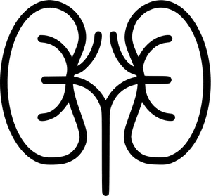 Human Kidney Anatomy Illustration PNG Image