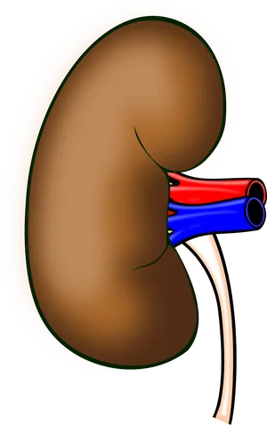 Human Kidney Anatomy Illustration PNG Image