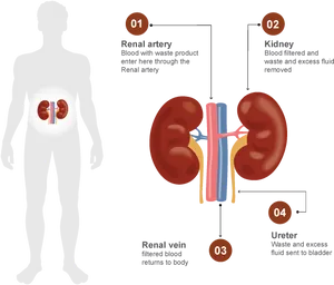 Human Kidney Function Diagram PNG Image