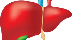 Human Liver Anatomy Illustration PNG