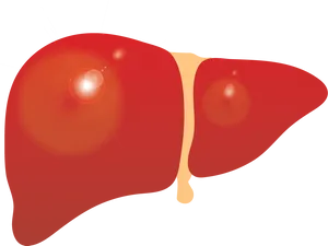 Human Liver Illustration.png PNG Image